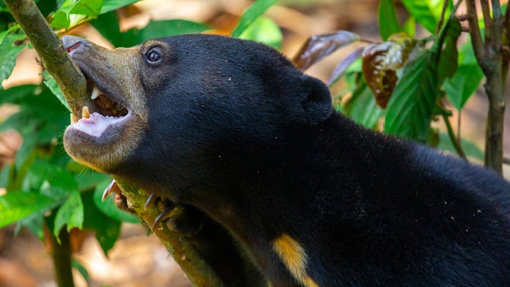 Bornean Sun Bear Conservation Centre