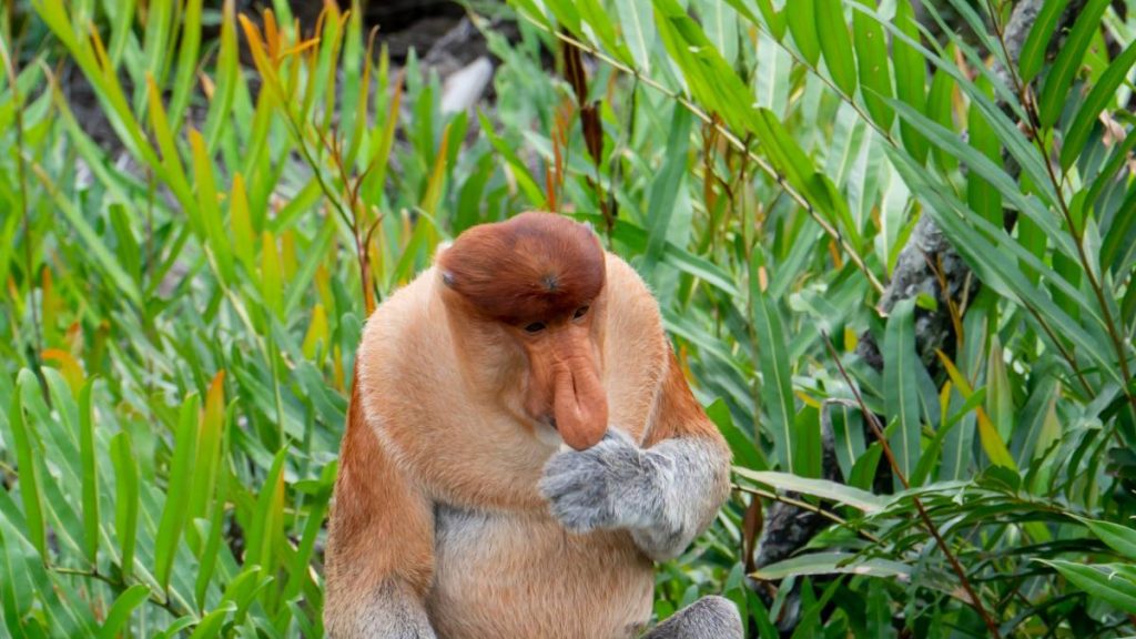 Labuk Bay Proboscis Monkey Sanctuary