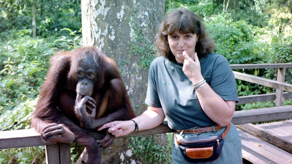 Sepilok Orangutan Rehabilitation Centre
