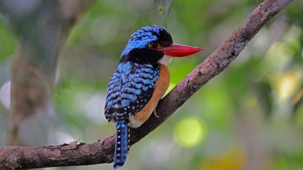 Top Attractions to Visit in Sandakan Sabah