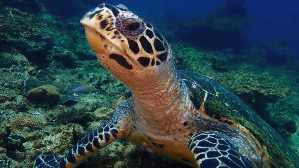Turtle Islands Park